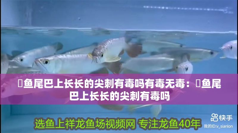 魟魚尾巴上長長的尖刺有毒嗎有毒無毒：魟魚尾巴上長長的尖刺有毒嗎