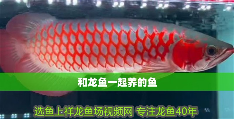 和龍魚一起養(yǎng)的魚 和龍魚一起養(yǎng)的魚 龍魚百科 第3張