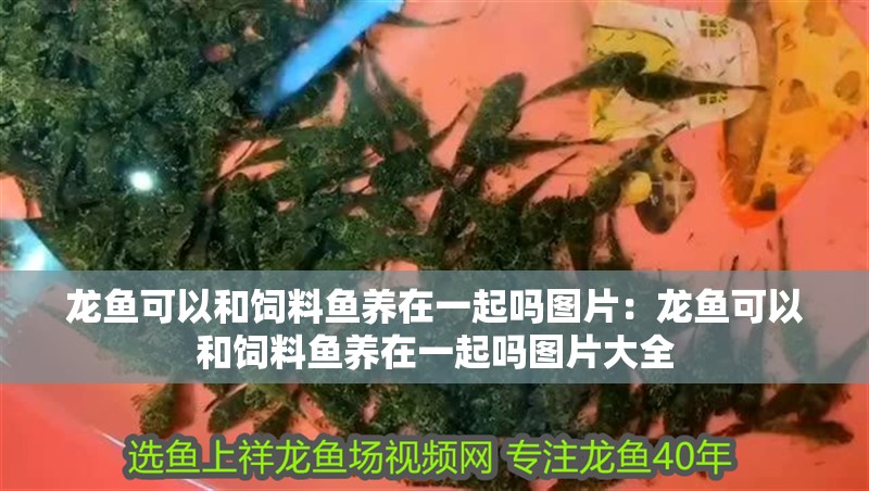 龍魚可以和飼料魚養在一起嗎圖片：龍魚可以和飼料魚養在一起嗎圖片大全
