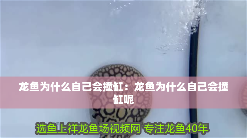 龍魚為什么自己會撞缸：龍魚為什么自己會撞缸呢