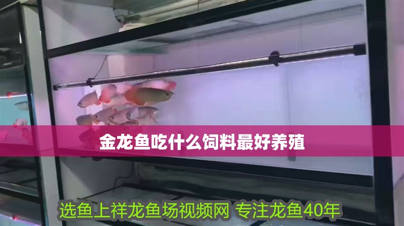 金龍魚吃什么飼料最好養(yǎng)殖