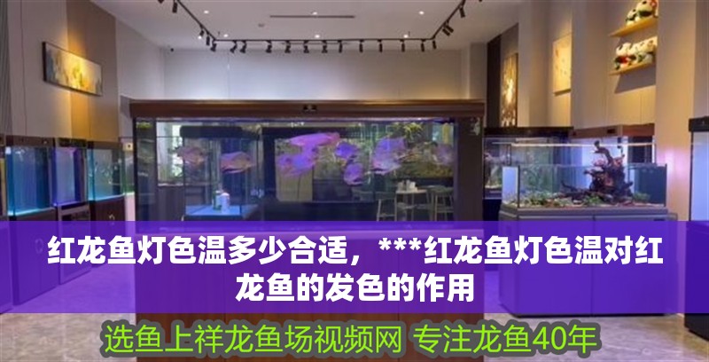 紅龍魚燈色溫多少合適，***紅龍魚燈色溫對紅龍魚的發色的作用