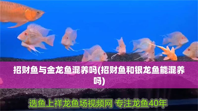 招財魚與金龍魚混養嗎(招財魚和銀龍魚能混養嗎)
