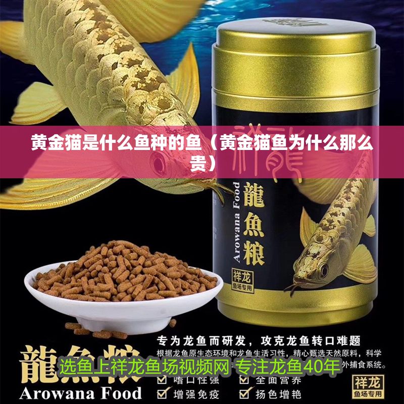 黃金貓是什么魚種的魚（黃金貓魚為什么那么貴）