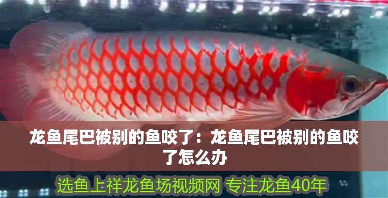 龍魚尾巴被別的魚咬了:龍魚尾巴被別的魚咬了怎么辦 水族問答 龍魚尾巴被別的魚咬了:龍魚尾巴被別的魚咬了怎么辦 龍魚尾巴被別的魚咬了:龍魚尾巴被別的魚咬了怎么辦 水族問答