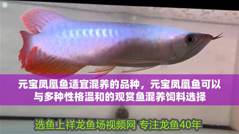 元寶鳳凰魚(yú)適宜混養(yǎng)的品種，元寶鳳凰魚(yú)可以與多種性格溫和的觀賞魚(yú)混養(yǎng)飼料選擇