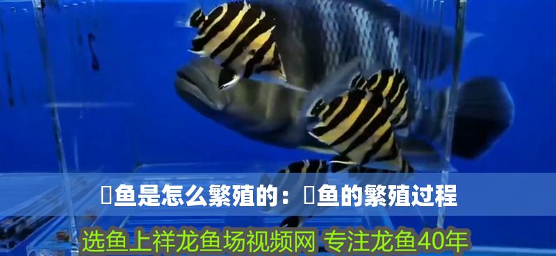 魟魚是怎么繁殖的：魟魚的繁殖過程
