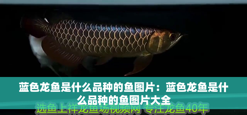 藍(lán)色龍魚是什么品種的魚圖片：藍(lán)色龍魚是什么品種的魚圖片大全