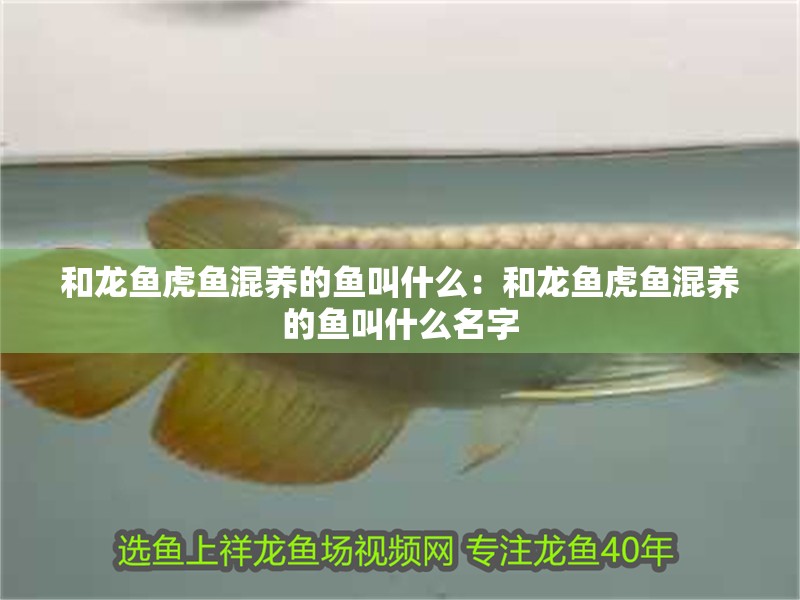 和龍魚虎魚混養(yǎng)的魚叫什么：和龍魚虎魚混養(yǎng)的魚叫什么名字