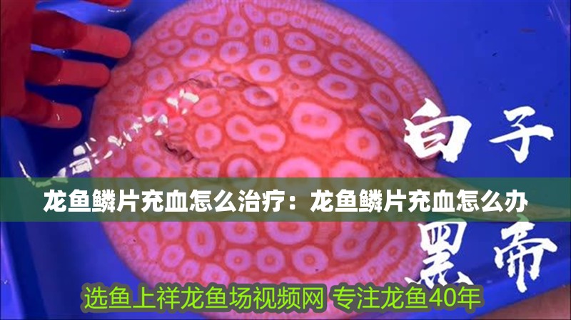 龍魚鱗片充血怎么治療：龍魚鱗片充血怎么辦