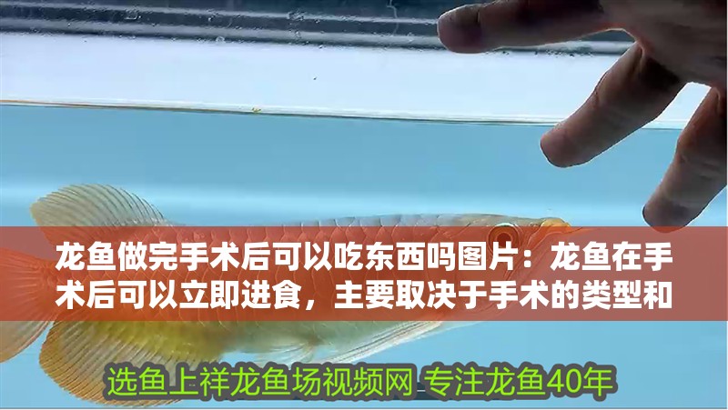 龍魚做完手術后可以吃東西嗎圖片：龍魚在手術后可以立即進食，主要取決于手術的類型和龍魚的恢復情況