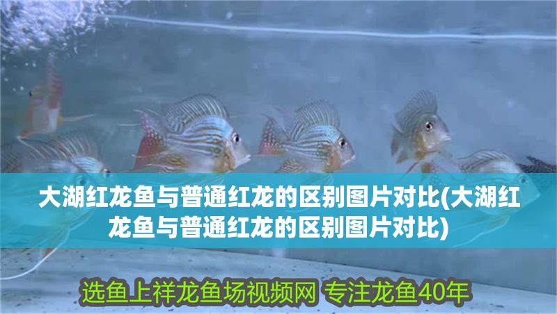 大湖紅龍魚與普通紅龍的區(qū)別圖片對比(大湖紅龍魚與普通紅龍的區(qū)別圖片對比)