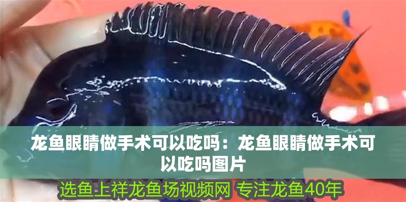 龍魚眼睛做手術可以吃嗎：龍魚眼睛做手術可以吃嗎圖片