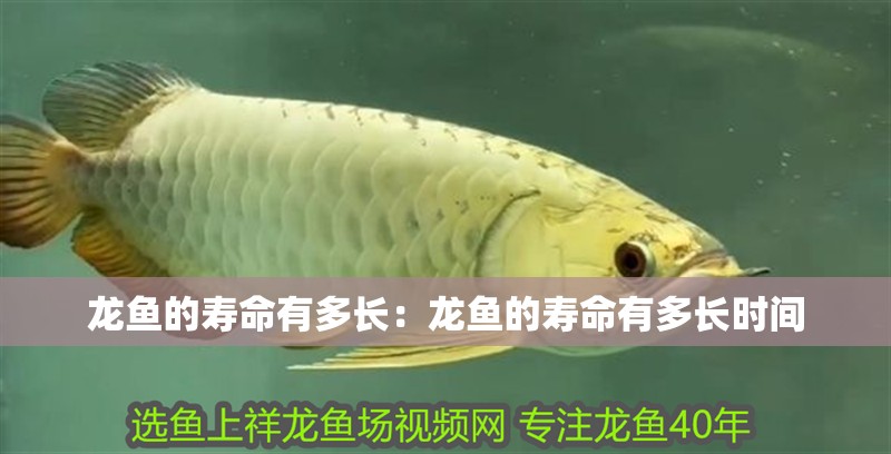 龍魚(yú)的壽命有多長(zhǎng)：龍魚(yú)的壽命有多長(zhǎng)時(shí)間