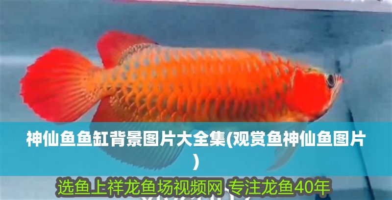 神仙魚魚缸背景圖片大全集(觀賞魚神仙魚圖片)