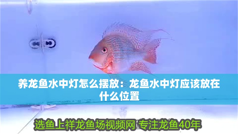 養龍魚水中燈怎么擺放：龍魚水中燈應該放在什么位置 養龍魚水中燈怎么擺放：龍魚水中燈應該放在什么位置 水族問答