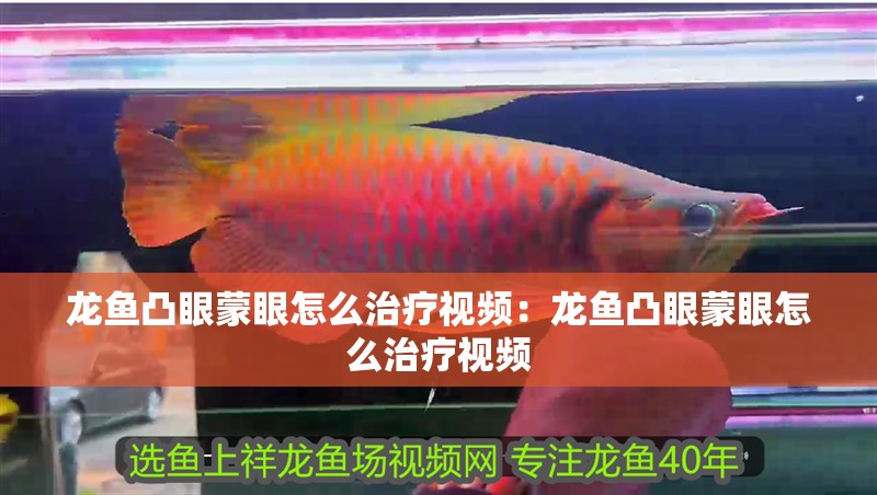 龍魚凸眼蒙眼怎么治療視頻：龍魚凸眼蒙眼怎么治療視頻