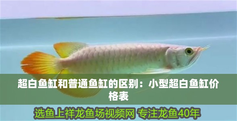 超白魚缸和普通魚缸的區(qū)別：小型超白魚缸價格表 超白魚缸和普通魚缸的區(qū)別：小型超白魚缸價格表 魚缸百科
