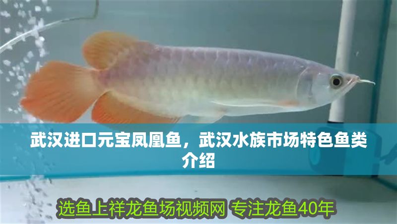 武漢進口元寶鳳凰魚，武漢水族市場特色魚類介紹