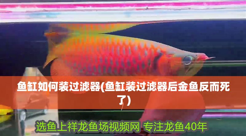 魚缸如何裝過濾器(魚缸裝過濾器后金魚反而死了)