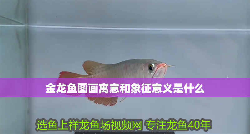 金龍魚圖畫寓意和象征意義是什么