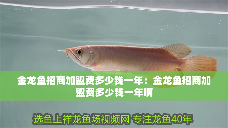 金龍魚招商加盟費多少錢一年：金龍魚招商加盟費多少錢一年啊 金龍魚招商加盟費多少錢一年：金龍魚招商加盟費多少錢一年啊 水族問答