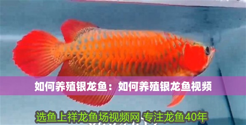 如何養殖銀龍魚：如何養殖銀龍魚視頻