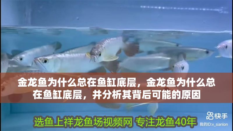 金龍魚為什么總在魚缸底層，金龍魚為什么總在魚缸底層，并分析其背后可能的原因