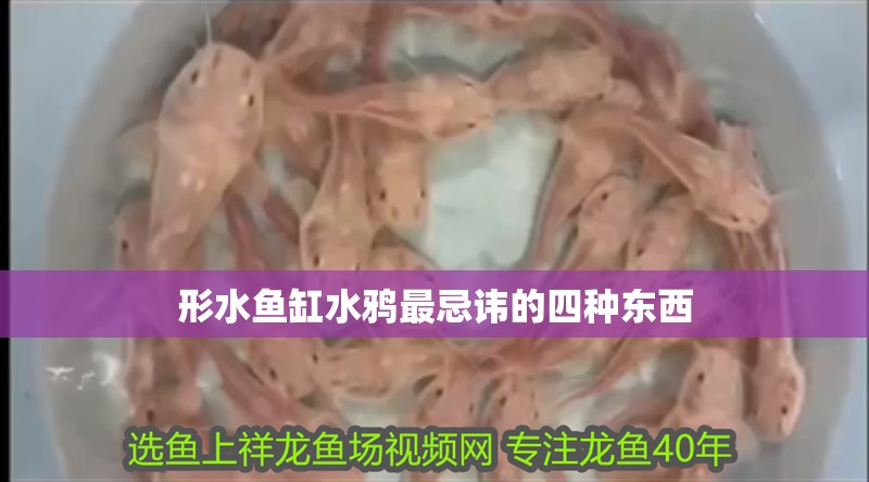 形水魚缸水鴉最忌諱的四種東西