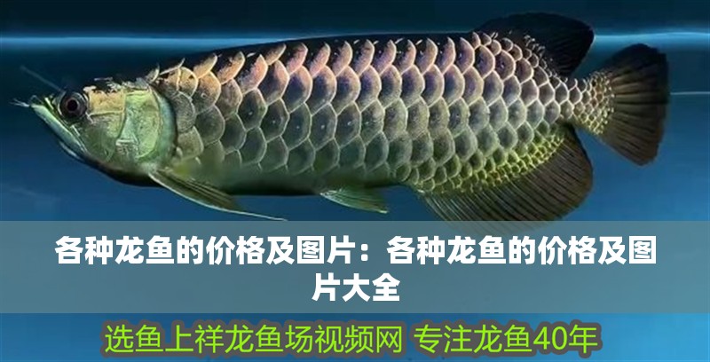 各種龍魚的價格及圖片：各種龍魚的價格及圖片大全 各種龍魚的價格及圖片：各種龍魚的價格及圖片大全 水族問答