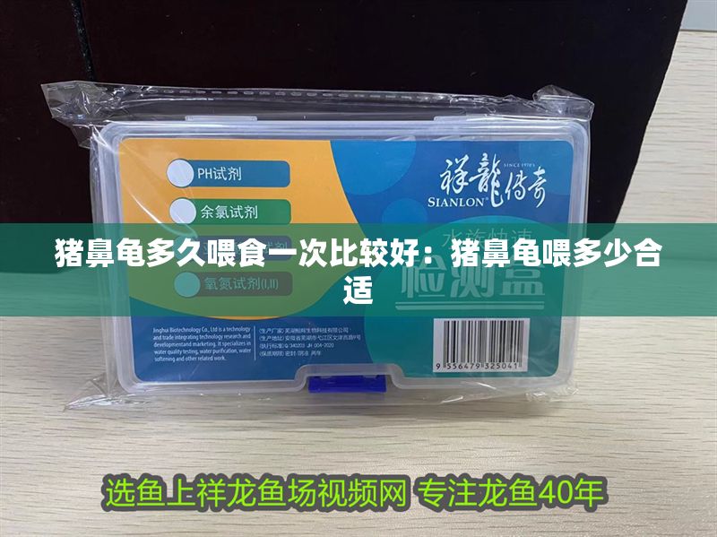 豬鼻龜多久喂食一次比較好：豬鼻龜喂多少合適