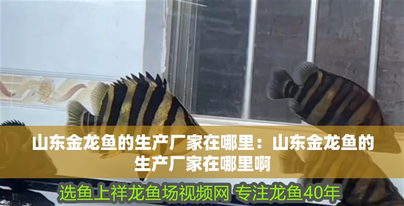 山東金龍魚的生產廠家在哪里：山東金龍魚的生產廠家在哪里啊
