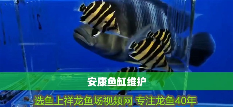 安康魚缸維護 安康魚缸維護 全國水族館企業名錄