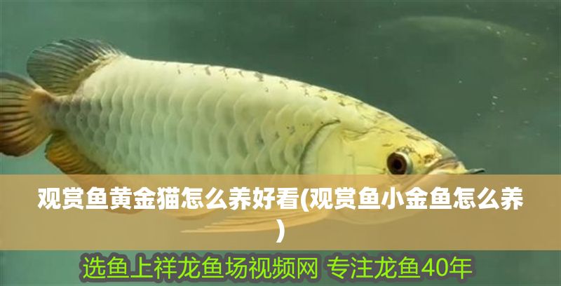 詳細(xì)閱讀:觀賞魚黃金貓?jiān)趺答B(yǎng)好看(觀賞魚小金魚怎么養(yǎng)) 觀賞魚黃金貓?jiān)趺答B(yǎng)好看(觀賞魚小金魚怎么養(yǎng))