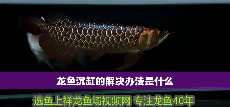 龍魚沉缸的解決辦法是什么