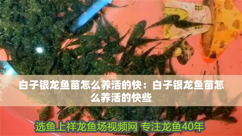 白子銀龍魚苗怎么養(yǎng)活的快：白子銀龍魚苗怎么養(yǎng)活的快些 白子銀龍魚苗怎么養(yǎng)活的快：白子銀龍魚苗怎么養(yǎng)活的快些 水族問答