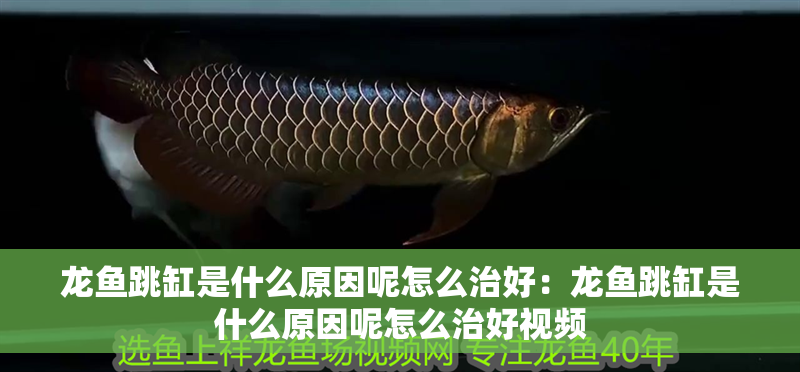 龍魚跳缸是什么原因呢怎么治好：龍魚跳缸是什么原因呢怎么治好視頻
