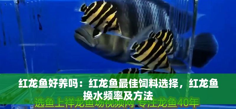 紅龍魚好養(yǎng)嗎：紅龍魚最佳飼料選擇，紅龍魚換水頻率及方法 紅龍魚好養(yǎng)嗎：紅龍魚最佳飼料選擇，紅龍魚換水頻率及方法 紅龍魚百科 第1張