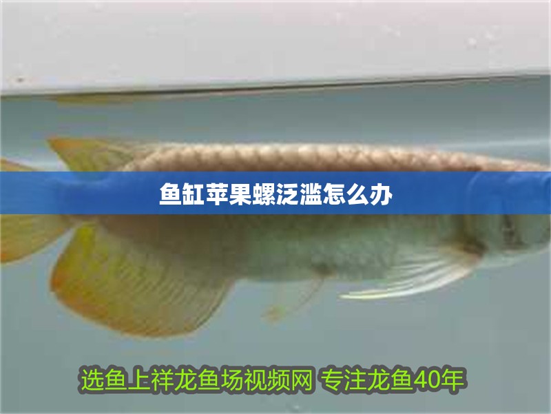 魚缸蘋果螺泛濫怎么辦