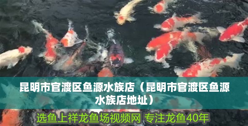 昆明市官渡區魚源水族店（昆明市官渡區魚源水族店地址）