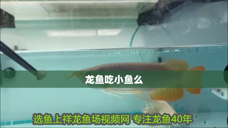龍魚(yú)吃小魚(yú)么 龍魚(yú)吃小魚(yú)么 龍魚(yú)百科 第3張