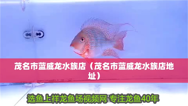 茂名市藍威龍水族店（茂名市藍威龍水族店地址）