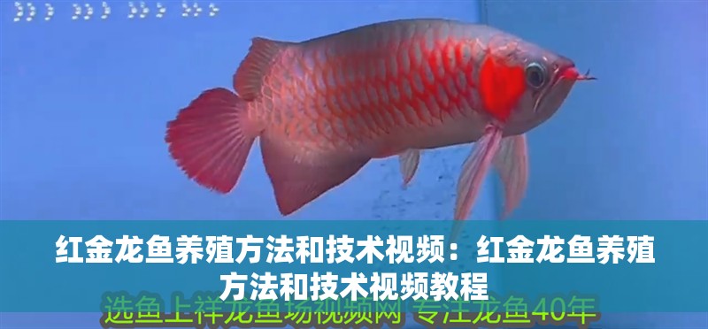 紅金龍魚養殖方法和技術視頻：紅金龍魚養殖方法和技術視頻教程