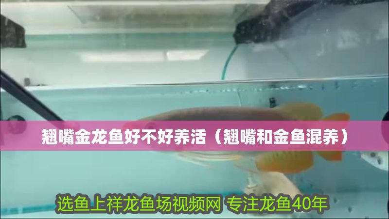 翹嘴金龍魚好不好養(yǎng)活（翹嘴和金魚混養(yǎng)）