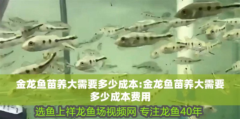 金龍魚苗養大需要多少成本:金龍魚苗養大需要多少成本費用