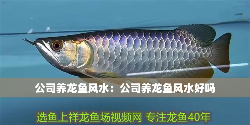 公司養龍魚風水：公司養龍魚風水好嗎