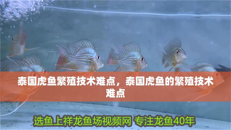 泰國(guó)虎魚繁殖技術(shù)難點(diǎn)，泰國(guó)虎魚的繁殖技術(shù)難點(diǎn)