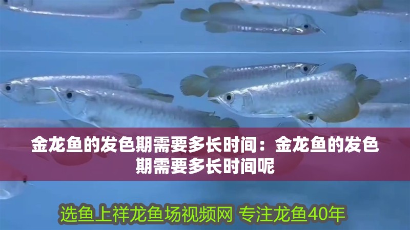 金龍魚的發(fā)色期需要多長時間：金龍魚的發(fā)色期需要多長時間呢
