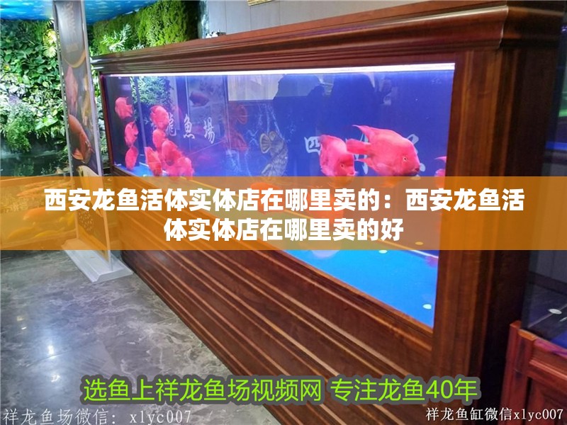 西安龍魚活體實體店在哪里賣的：西安龍魚活體實體店在哪里賣的好