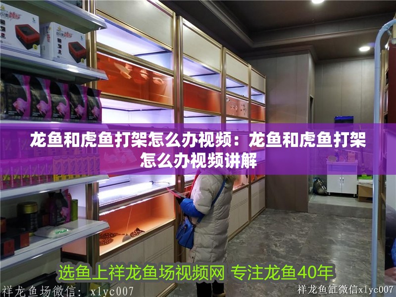 龍魚和虎魚打架怎么辦視頻：龍魚和虎魚打架怎么辦視頻講解